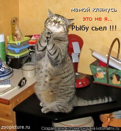 мамой клянусь это не я.. РЫбу сьел !!!... Котоматрица: мамой клянусь это не я.. РЫбу сьел !!!