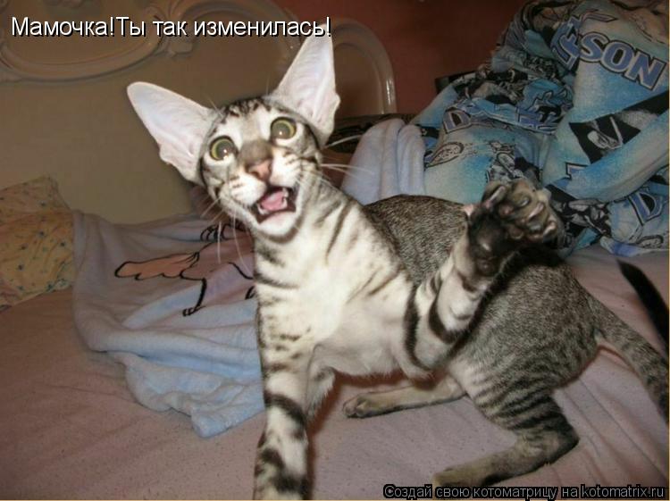 Мамочка!Ты так изменилась!... Котоматрица: Мамочка!Ты так изменилась!
