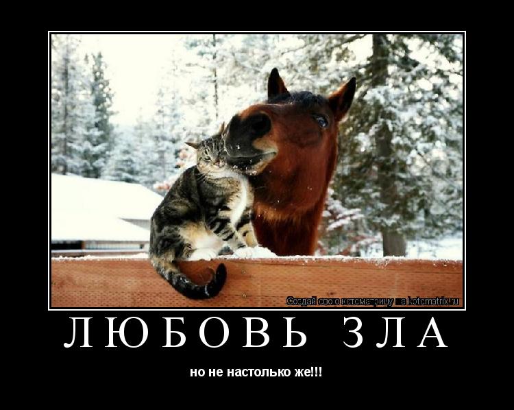 Котоматрица: любовь зла но не настолько же!!!
