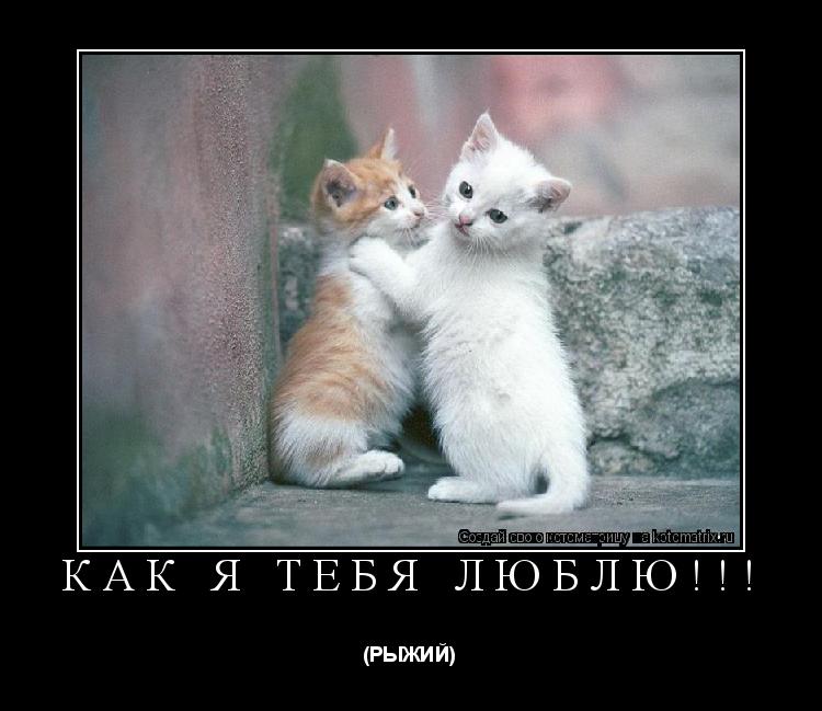 Котоматрица: Как я тебя люблю!!! (РЫЖИЙ)