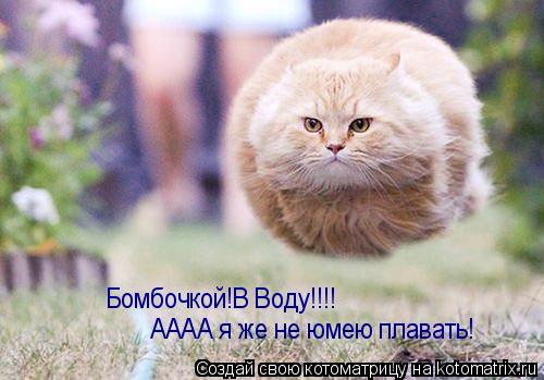 Бомбочкой!В Воду!!!! АААА я же не юмею плавать!... Котоматрица: Бомбочкой!В Воду!!!! АААА я же не юмею плавать!