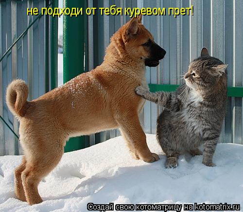 не подходи от тебя куревом прет!... Котоматрица: не подходи от тебя куревом прет!