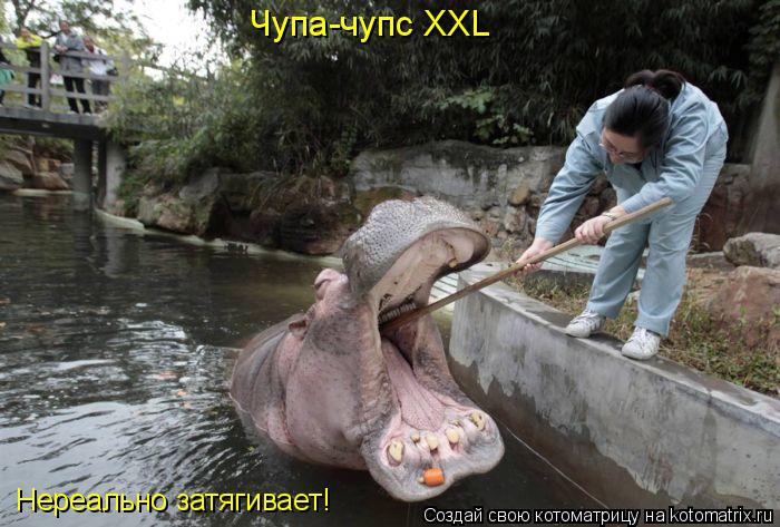 Нереально затягивает! Чупа-чупс XXL... Котоматрица: Нереально затягивает! Чупа-чупс XXL