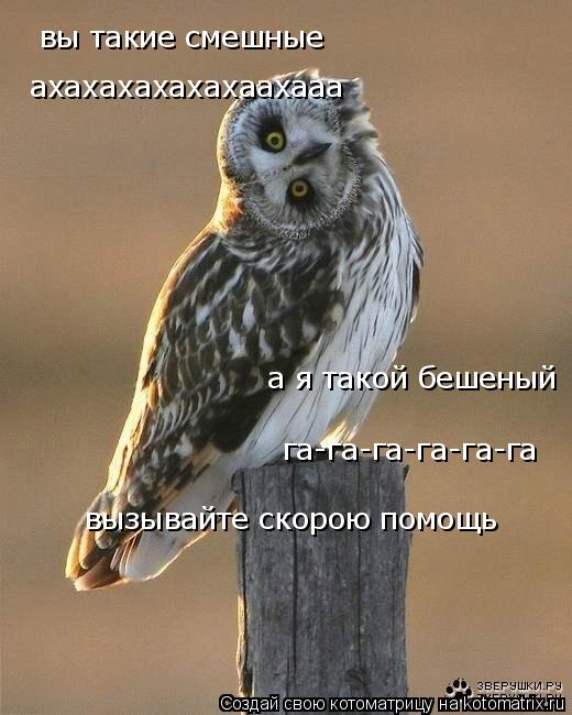 вы такие смешные ахахахахахахаахааа а я такой бешеный га-га-га-га-га-га вызывайте скорою помощь... Котоматрица: вы такие смешные ахахахахахахаахааа а я такой бешеный га-га-га-га-га-га вызывайте скорою помощь