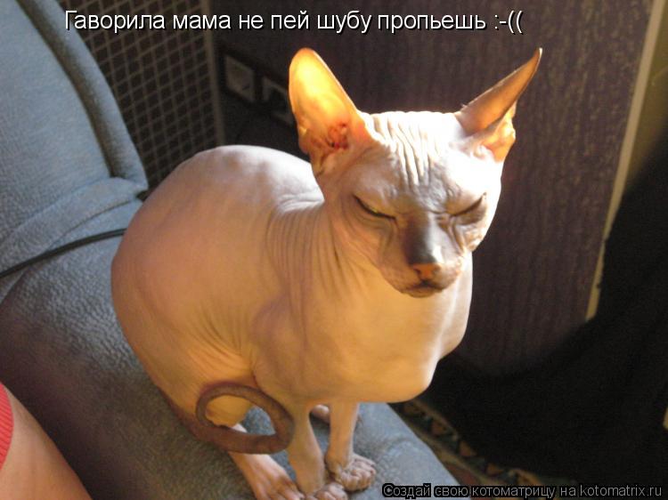 Гаворила мама не пей шубу пропьешь :-((... Котоматрица: Гаворила мама не пей шубу пропьешь :-((