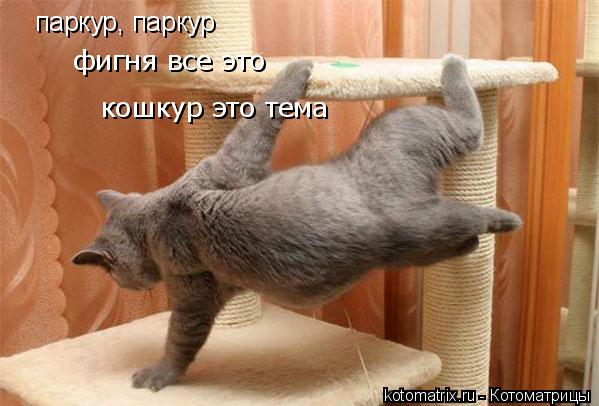 паркур, паркур фигня все это кошкур это тема... Котоматрица: паркур, паркур фигня все это кошкур это тема