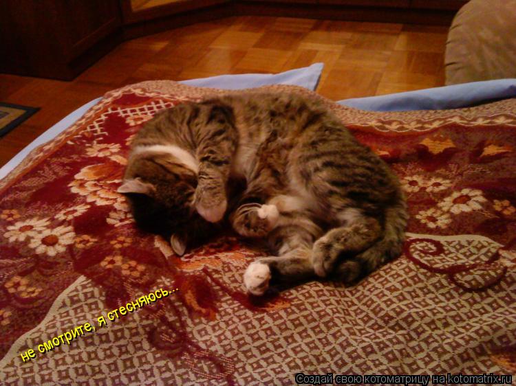 не смотрите, я стесняюсь...... Котоматрица: не смотрите, я стесняюсь...