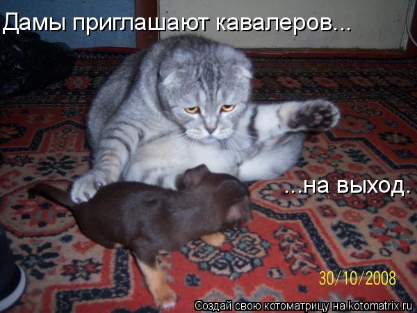Дамы приглашают кавалеров... ...на выход.... Котоматрица: Дамы приглашают кавалеров... ...на выход.