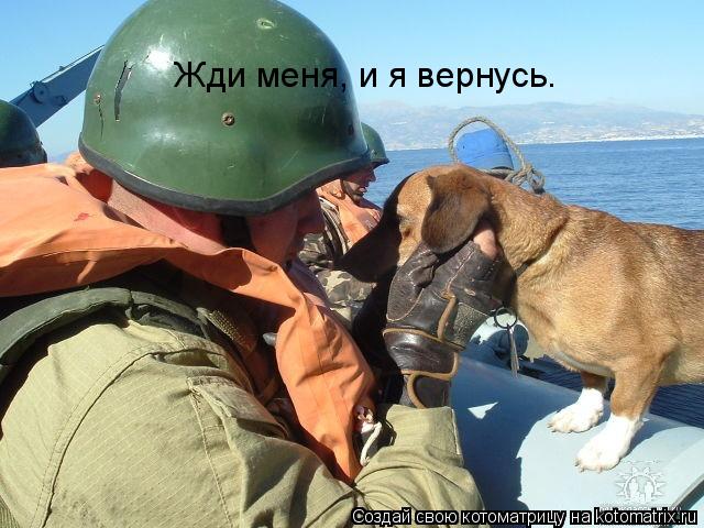 Жди меня, и я вернусь.... Котоматрица: Жди меня, и я вернусь.
