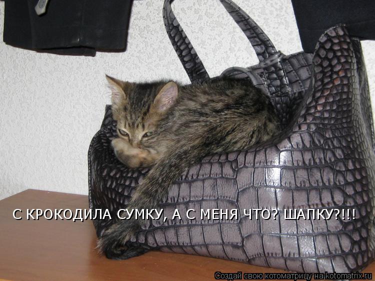 С КРОКОДИЛА СУМКУ, А С МЕНЯ ЧТО? ШАПКУ?!!!... Котоматрица: С КРОКОДИЛА СУМКУ, А С МЕНЯ ЧТО? ШАПКУ?!!!