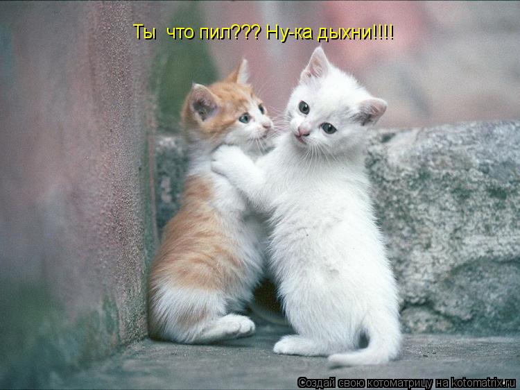 Ты что пил??? Ну-ка дыхни!!!!... Котоматрица: Ты что пил??? Ну-ка дыхни!!!!