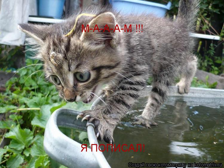 М-А-А-А-М !!! Я ПОПИСАЛ!... Котоматрица: М-А-А-А-М !!! Я ПОПИСАЛ!