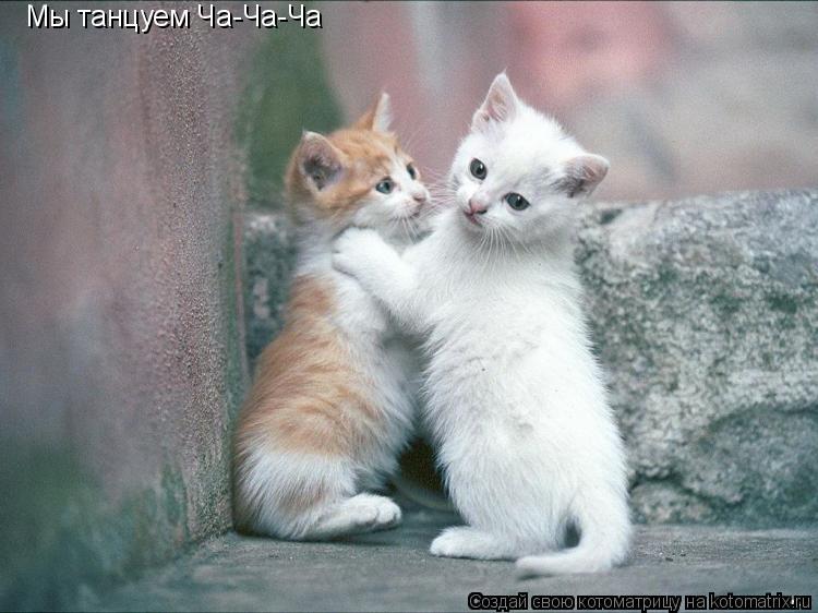 Мы танцуем Ча-Ча-Ча... Котоматрица: Мы танцуем Ча-Ча-Ча