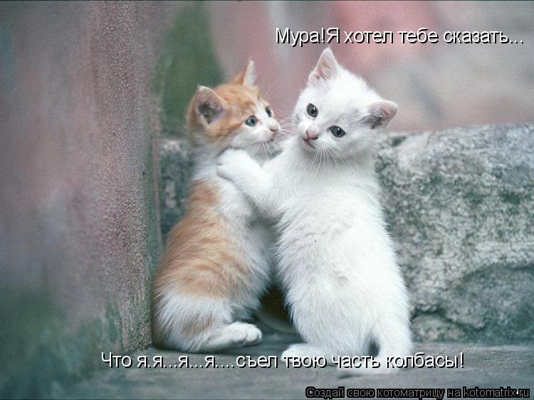 Мура!Я хотел тебе сказать... Что я.я...я...я....съел твою часть колбасы!... Котоматрица: Мура!Я хотел тебе сказать... Что я.я...я...я....съел твою часть колбасы!
