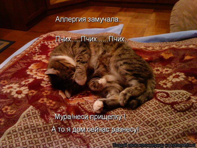 Аллергия замучала.. Пчих.....Пчих......Пчих.. Мура!неси прищепку ! А то я дом сейчас разнесу!... Котоматрица: Аллергия замучала.. Пчих.....Пчих......Пчих.. Мура!неси прищепку ! А то я дом сейчас разнесу!