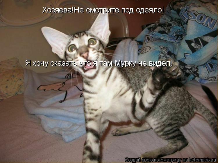 Хозяева!Не смотрите под одеяло! Я хочу сказать что я там Мурку не видел!... Котоматрица: Хозяева!Не смотрите под одеяло! Я хочу сказать что я там Мурку не видел!