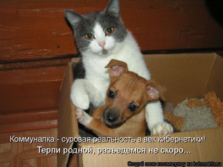 Котоматрица: Коммуналка - суровая реальность в век кибернетики! Терпи родной, разъедемся не скоро...