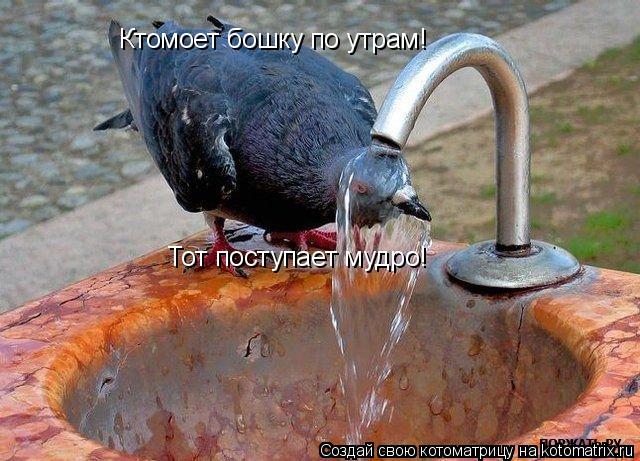 Котоматрица: Ктомоет бошку по утрам! Тот поступает мудро!