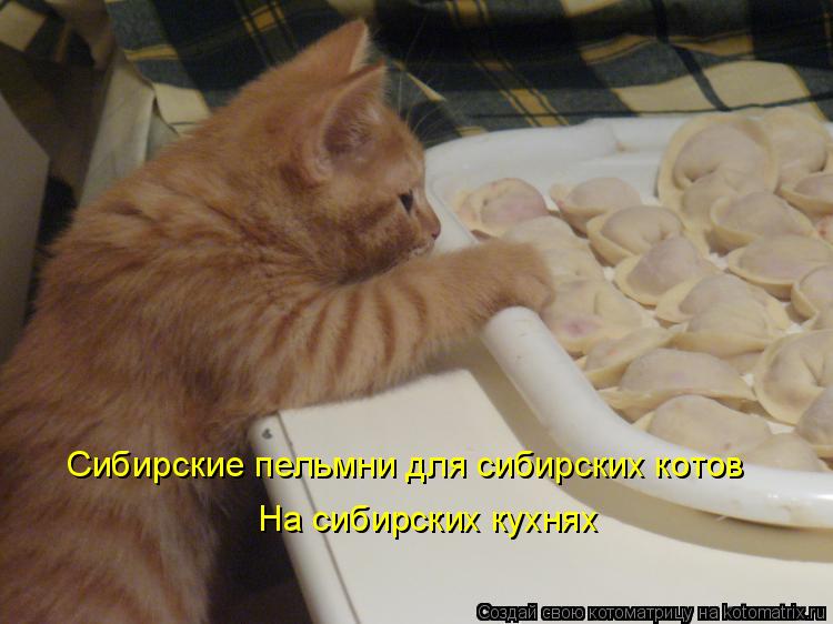 Котоматрица: Сибирские пельмни для сибирских котов На сибирских кухнях