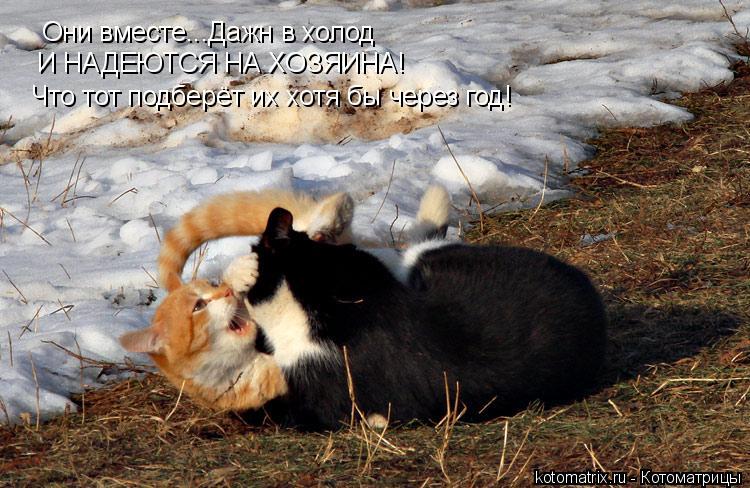 Котоматрица: Они вместе...Дажн в холод И НАДЕЮТСЯ НА ХОЗЯИНА! Что тот подберёт их хотя бы через год!