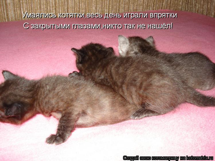 Котоматрица: Умаялись котятки,весь день играли впрятки С закрытыми глазами,никто так не нашёл!