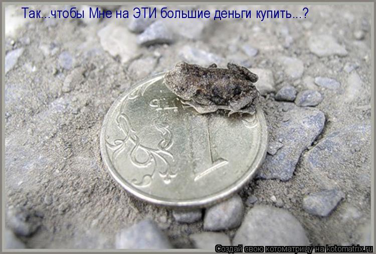 Котоматрица: Так...чтобы Мне на ЭТИ большие деньги купить...? Так...чтобы Мне на ЭТИ большие деньги купить...?