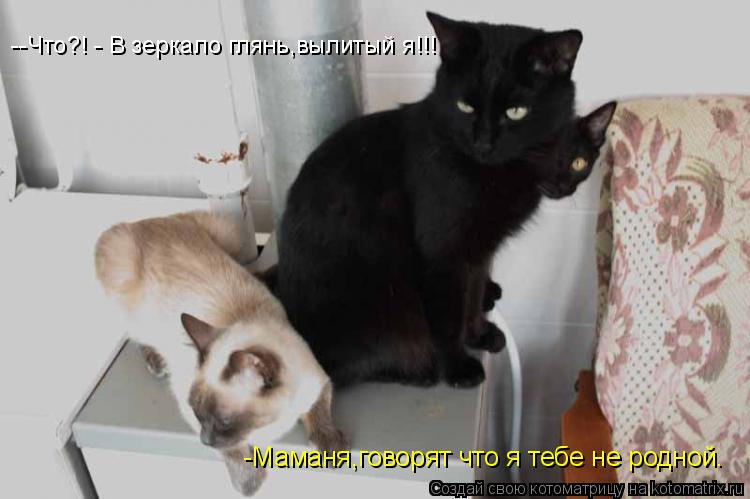 Котоматрица: -Маманя,говорят что я тебе не родной. --Что?! - В зеркало глянь,вылитый я!!!