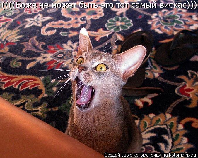 ((((Боже не может быть это тот самый вискас)))))))... Котоматрица: ((((Боже не может быть это тот самый вискас)))))))