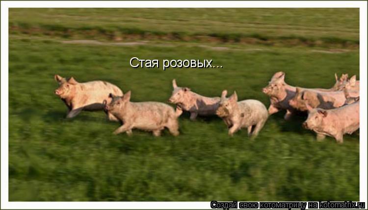 Котоматрица: Стая розовых...