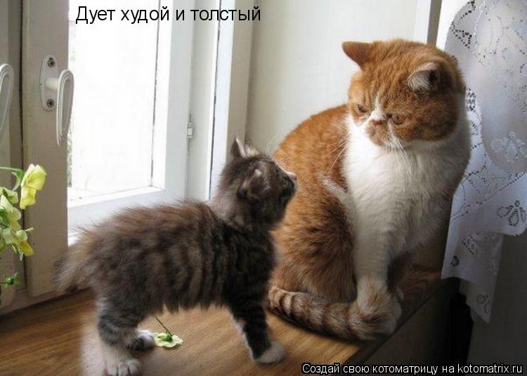 Котоматрица: Дует худой и толстый