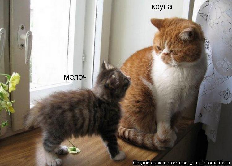 Котоматрица: мелоч крупа