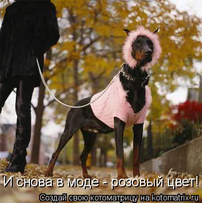 Котоматрица: И снова в моде - розовый цвет!