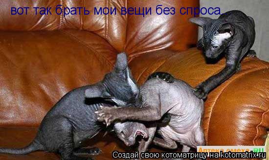 Котоматрица: вот так брать мои вещи без спроса...