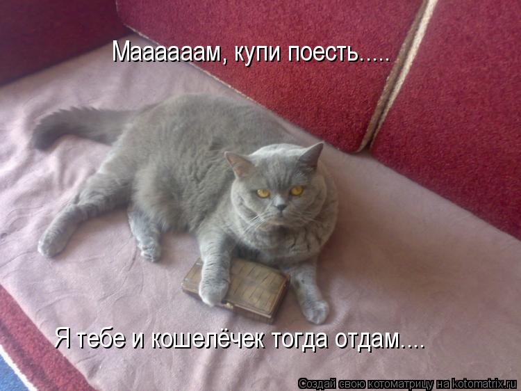 Котоматрица: Маааааам, купи поесть.....  Я тебе и кошелёчек тогда отдам....