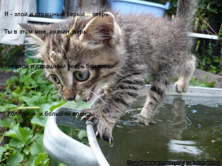 Котоматрица: Я - злой и страшный серый... зверь Ты в этом мне, хозяин, верь. Но злой и страшный зверь боится Холодной  и большой водицы