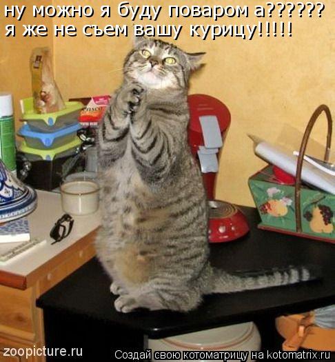 ну можно я буду поваром а?????? я же не съем вашу курицу!!!!!... Котоматрица: ну можно я буду поваром а?????? я же не съем вашу курицу!!!!!