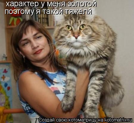 характер у меня золотой поэтому я такой тяжёлй... Котоматрица: характер у меня золотой поэтому я такой тяжёлй