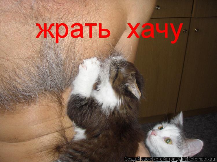 жрать хачу... Котоматрица: жрать хачу
