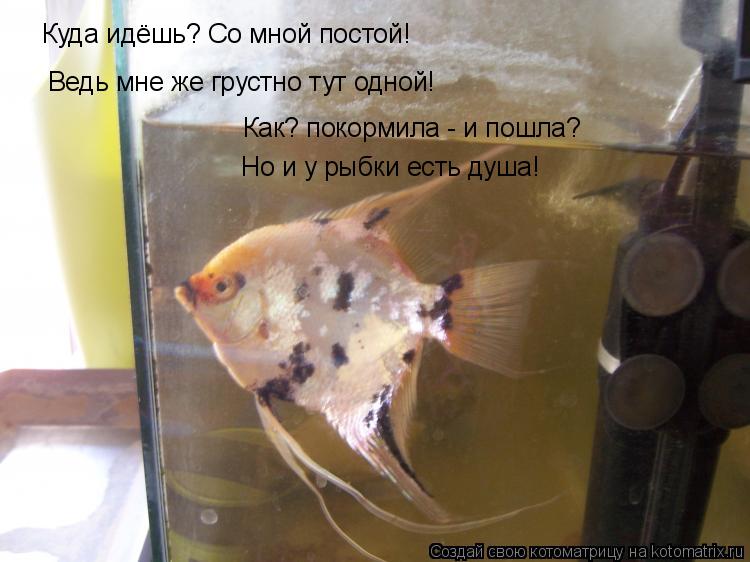 Куда идёшь? Со мной постой! Ведь мне же грустно тут одной! Как? покормила - и пошла? Но и у рыбки ес... Котоматрица: Куда идёшь? Со мной постой! Ведь мне же грустно тут одной! Как? покормила - и пошла? Но и у рыбки есть душа!