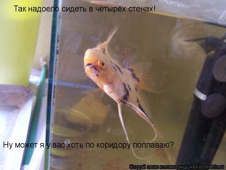 Так надоело сидеть в четырёх стенах! Ну может я у вас хоть по коридору поплаваю?... Котоматрица: Так надоело сидеть в четырёх стенах! Ну может я у вас хоть по коридору поплаваю?
