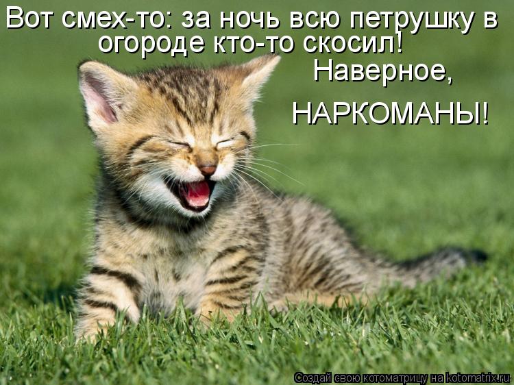 Вот смех-то: за ночь всю петрушку в огороде кто-то скосил! Наверное, НАРКОМАНЫ!... Котоматрица: Вот смех-то: за ночь всю петрушку в огороде кто-то скосил! Наверное, НАРКОМАНЫ!