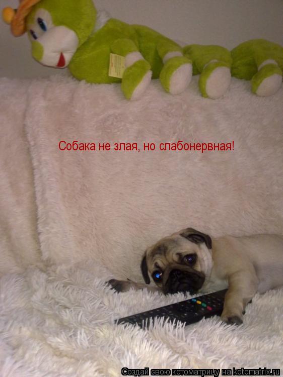 Собака не злая, но слабонервная!... Котоматрица: Собака не злая, но слабонервная!