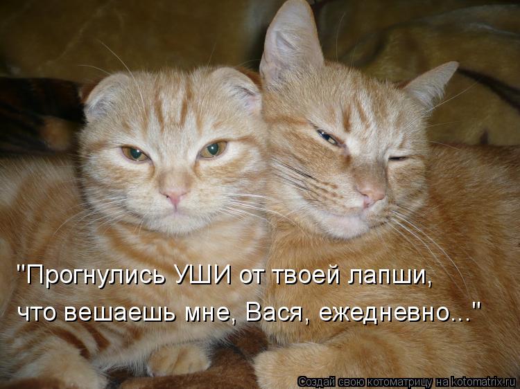 "Прогнулись УШИ от твоей лапши, что вешаешь мне, Вася, ежедневно..."... Котоматрица: "Прогнулись УШИ от твоей лапши, что вешаешь мне, Вася, ежедневно..."