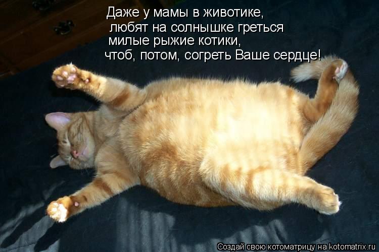 Котоматрица: Даже у мамы в животике,  любят на солнышке греться милые рыжие котики, чтоб, потом, согреть Ваше сердце!