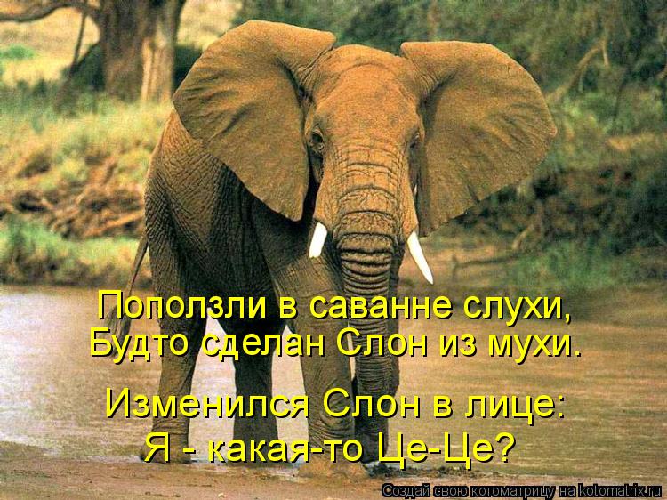 Котоматрица: Поползли в саванне слухи, Будто сделан Слон из мухи. Изменился Слон в лице: Я - какая-то Це-Це?
