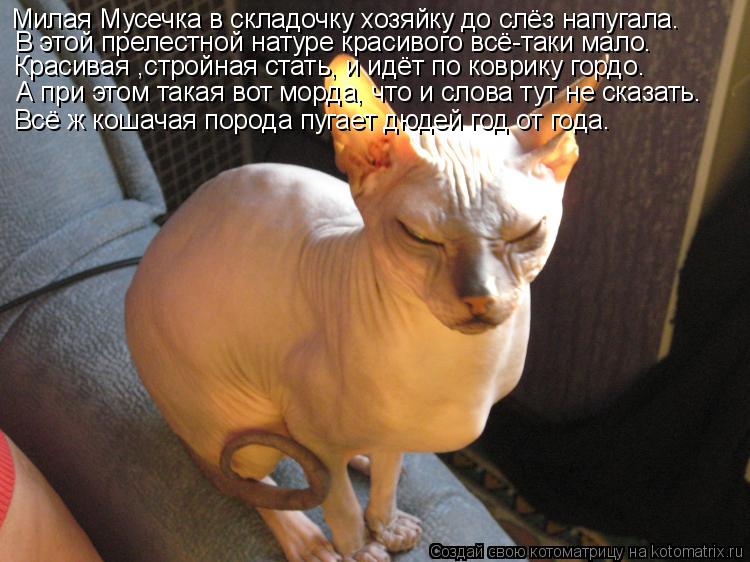 Котоматрица: Милая Мусечка в складочку хозяйку до слёз напугала. В этой прелестной натуре красивого всё-таки мало. Красивая ,стройная стать, и идёт по ко