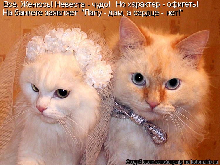 Котоматрица: Всё. Женюсь! Невеста - чудо!  Но характер - офигеть!  На банкете заявляет: "Лапу - дам, а сердце - нет!"
