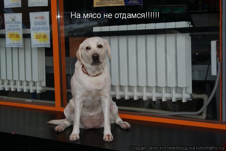 На мясо не отдамся!!!!!!... Котоматрица: На мясо не отдамся!!!!!!