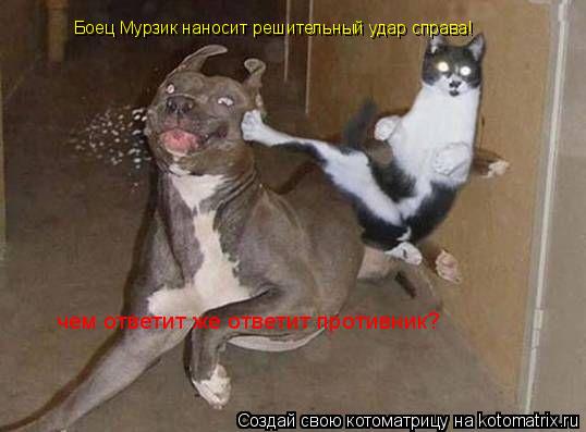 Котоматрица: Боец Мурзик наносит решительный удар справа! чем ответит же ответит противник?