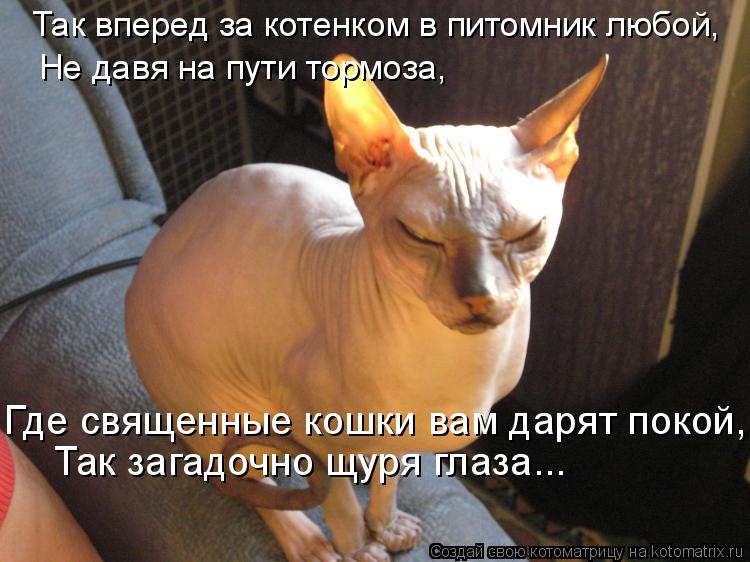 Котоматрица: Где священные кошки вам дарят покой,  Так загадочно щуря глаза... Так вперед за котенком в питомник любой,  Не давя на пути тормоза,